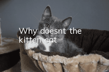 Why doesn't the kitten eat?
