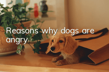 Reasons why dogs are angry