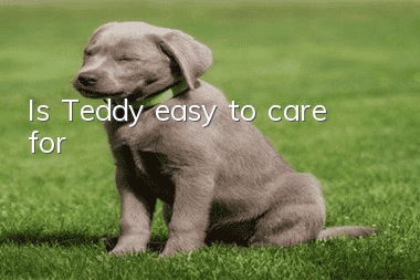 Is Teddy easy to care for?