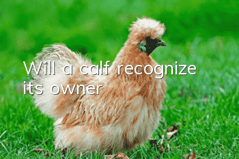 Will a calf recognize its owner?