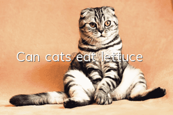 Can cats eat lettuce?
