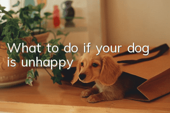 What to do if your dog is unhappy