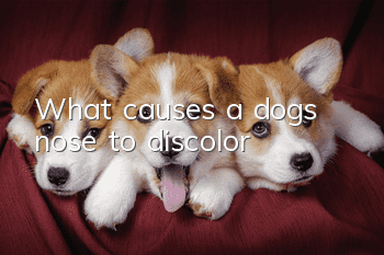 What causes a dog’s nose to discolor?