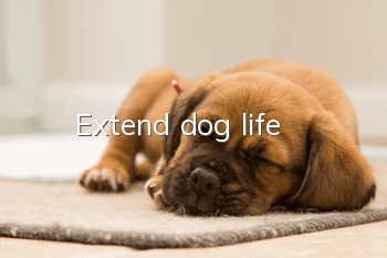 Extend dog life