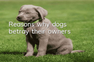 Reasons why dogs betray their owners
