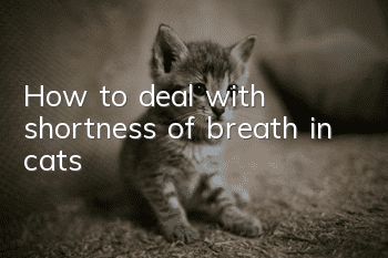 How to deal with shortness of breath in cats