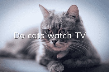 Do cats watch TV?