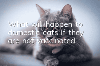 What will happen to domestic cats if they are not vaccinated?