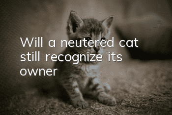 Will a neutered cat still recognize its owner?