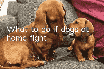 What to do if dogs at home fight