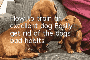 How to train an excellent dog? Easily get rid of the dog’s bad habits!