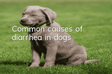 Common causes of diarrhea in dogs