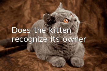 Does the kitten recognize its owner?