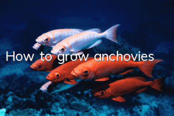 How to grow anchovies