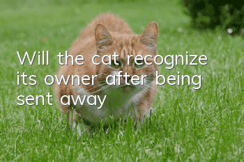 Will the cat recognize its owner after being sent away?