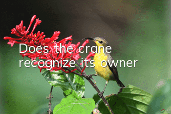Does the crane recognize its owner?