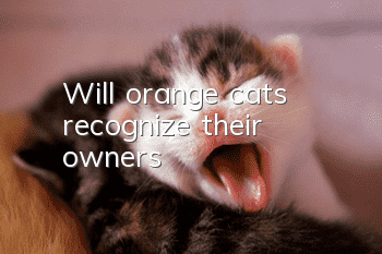 Will orange cats recognize their owners?