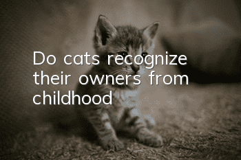 Do cats recognize their owners from childhood?