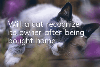 Will a cat recognize its owner after being bought home?