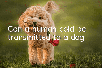 Can a human cold be transmitted to a dog?