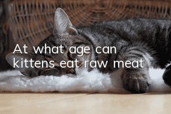 At what age can kittens eat raw meat?