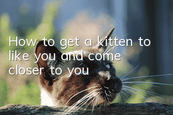 How to get a kitten to like you and come closer to you