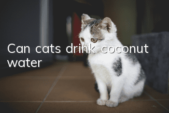 Can cats drink coconut water?