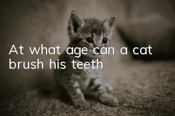 At what age can a cat brush his teeth?