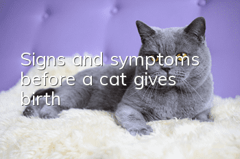 Signs and symptoms before a cat gives birth