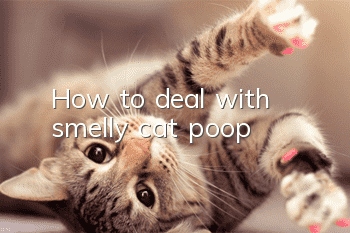 How to deal with smelly cat poop