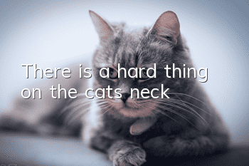 There is a hard thing on the cat's neck