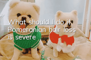 What should I do if Pomeranian hair loss is severe?