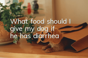 What food should I give my dog if he has diarrhea?