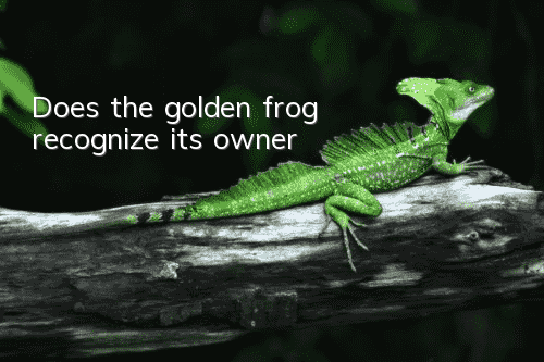 Does the golden frog recognize its owner?
