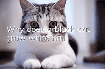 Why does a black cat grow white hair?