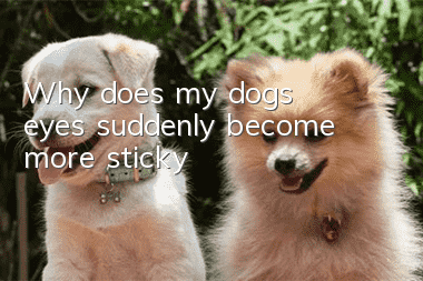 Why does my dog's eyes suddenly become more sticky?