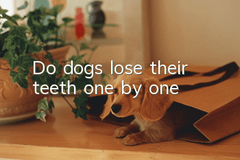 Do dogs lose their teeth one by one?
