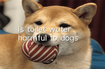 Is toilet water harmful to dogs?