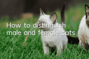 How to distinguish male and female cats