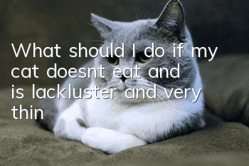 What should I do if my cat doesn’t eat and is lackluster and very thin?
