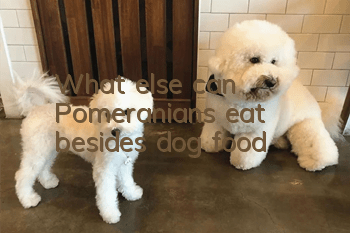 What else can Pomeranians eat besides dog food?