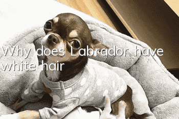 Why does Labrador have white hair?