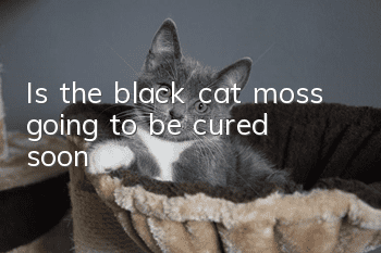 Is the black cat moss going to be cured soon?