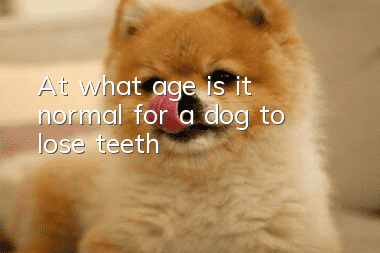 At what age is it normal for a dog to lose teeth?