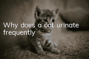 Why does a cat urinate frequently?