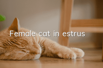 Female cat in estrus
