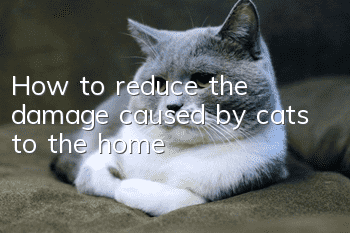 How to reduce the damage caused by cats to the home?