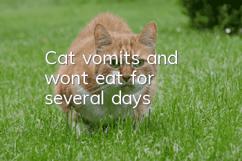 Cat vomits and won't eat for several days