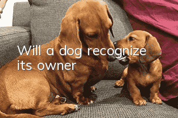 Will a dog recognize its owner?