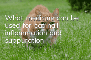 What medicine can be used for cat nail inflammation and suppuration?